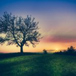 Silhouette of tree surrounded by grass